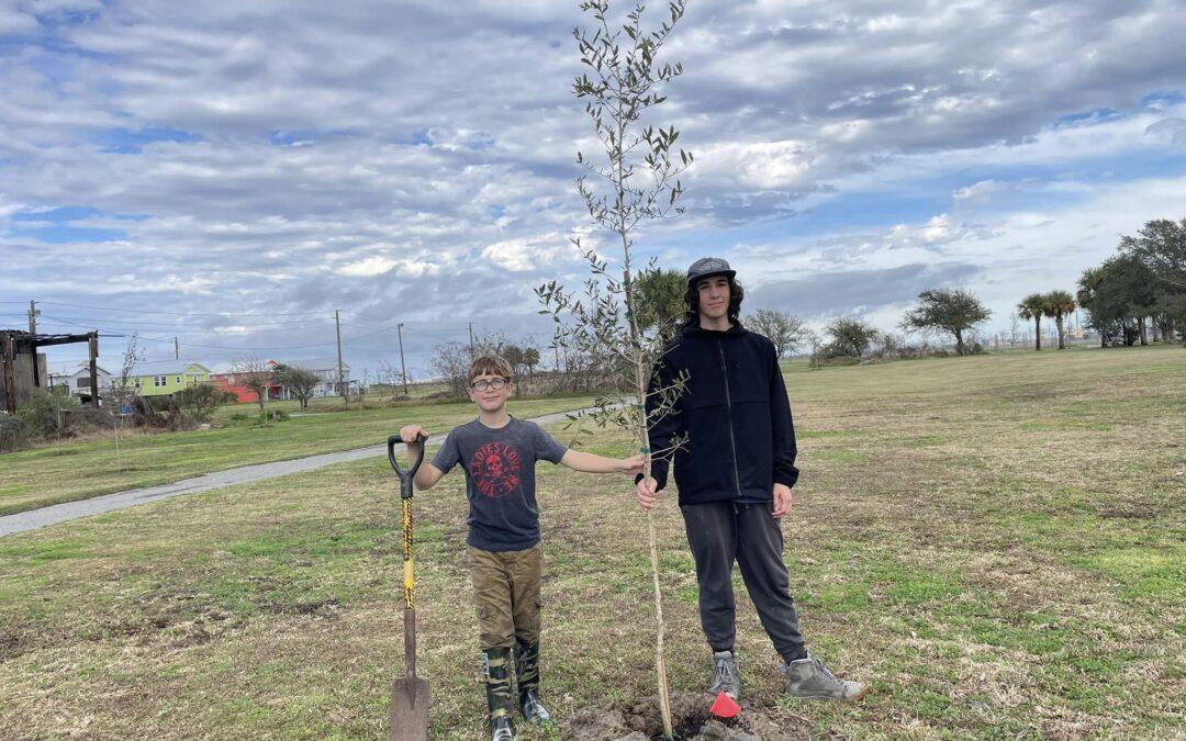 Live Oak Tree Planting