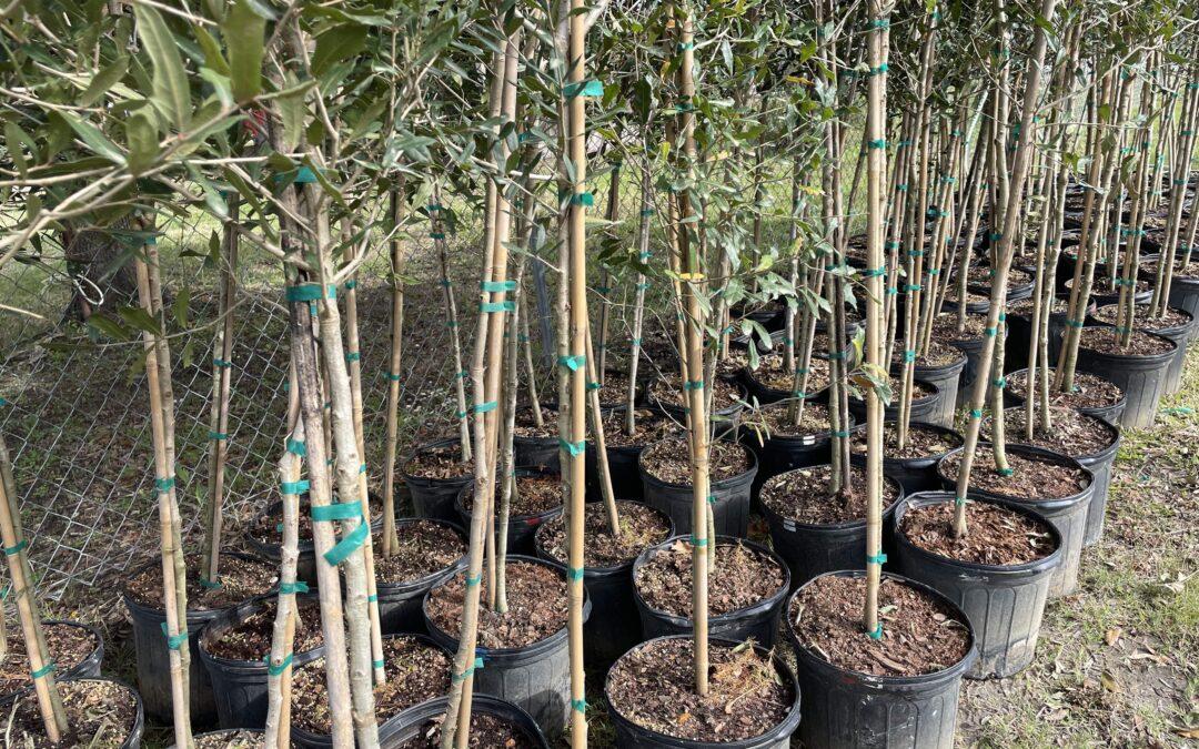 2024 Live Oak Tree Planting